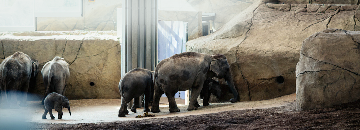 0617 tierpark