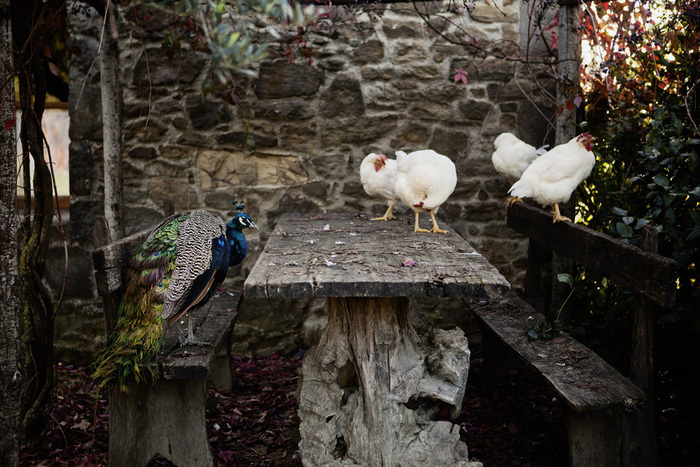 Ein Pfau sitzt auf einer hölzernen Bank vor einer Steinmauer. Gegenüber von ihm stehen drei weiße Hühner an einem Tisch. Die Szene wirkt wie ein ungewöhnliches Picknick in einem Garten.