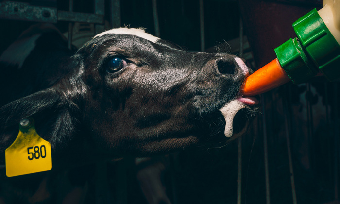 Nahaufnahme eines Kalbes, das aus einem grünen Spender Karottenpaste leckt. Das Kalb hat eine gelbe Ohrmarke mit der Nummer 580. Es befindet sich in einem Stall, der im Hintergrund verschwommen zu erkennen ist.