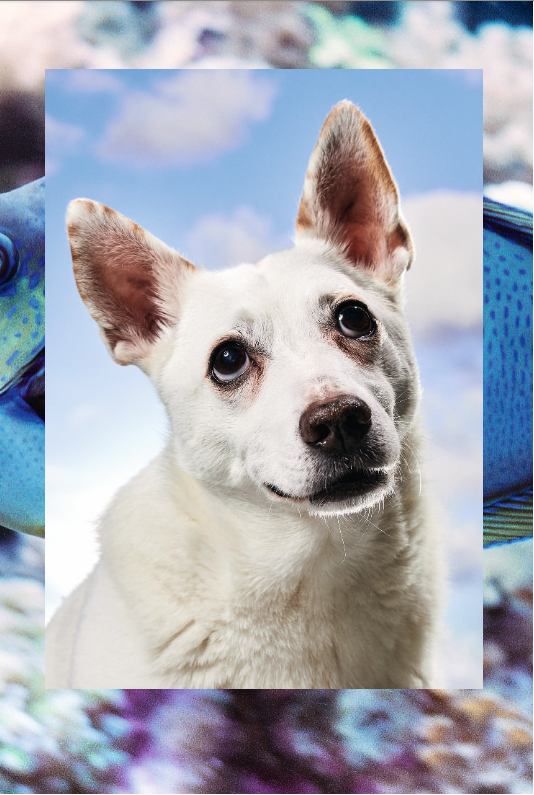 Ein weißer Hund mit braunen Ohren blickt freundlich in die Kamera. Er scheint neugierig und aufmerksam zu sein. Im Hintergrund ist ein blauer Himmel und angedeutete Strukturen zu sehen, möglicherweise ein Autointerieur.