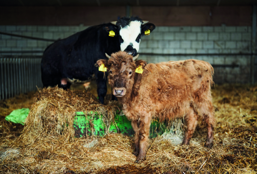 Zwei Kühe stehen in einem Stall. Im Vordergrund ein junges, braunes Kalb, das direkt in die Kamera blickt. Im Hintergrund eine schwarz-weiß gefleckte Kuh. Beide Tiere stehen auf einer Strohballenlage. Das Bild vermittelt eine ruhige, bäuerliche Atmosphäre.