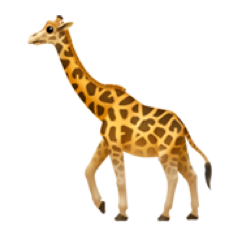 Ein Giraffe steht seitlich zu einem schwarzen Hintergrund. Das Tier hat ein geflecktes Fell in verschiedenen Brauntönen und einen langen Hals. Es wirkt ruhig und aufmerksam.