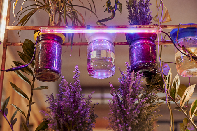 Das Bild zeigt eine Nahaufnahme einer Indoor-Pflanzenanordnung. Mehrere Gläser, gefüllt mit Pflanzen und Wasser, hängen an einem Metallgestell. Über den Gläsern befindet sich eine violette LED-Lampe, die die Pflanzen beleuchtet. Die Pflanzen scheinen Lavendel zu sein und blühen lila. Das Ambiente wirkt gemütlich und natürlich, möglicherweise in einem Wohnraum oder Gewächshaus.