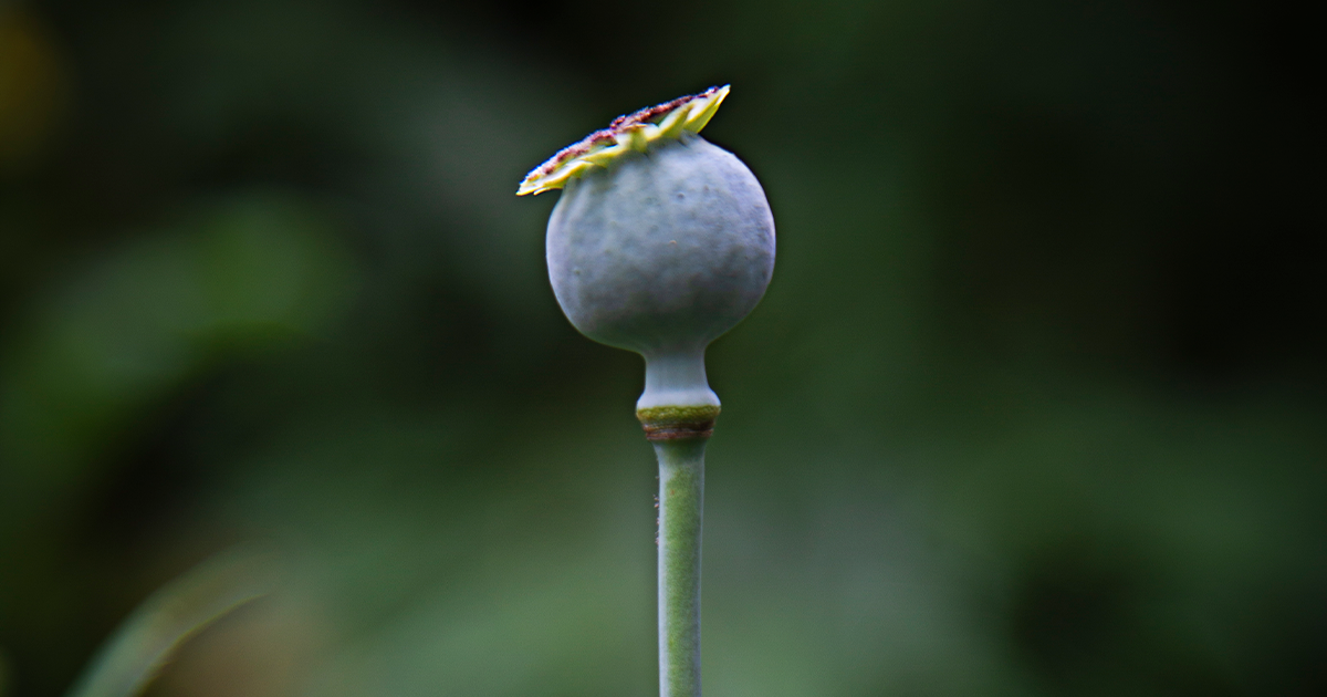 Das Bild zeigt eine Nahaufnahme einer Mohnblumenknospe mit einem gelb-schwarzen Schmetterling, der auf ihr sitzt. Der Hintergrund ist unscharf, um den Fokus auf die Blume und den Schmetterling zu legen. Das Bild ist im Hochformat gehalten, und der Mohn ist das zentrale Objekt im Bild.