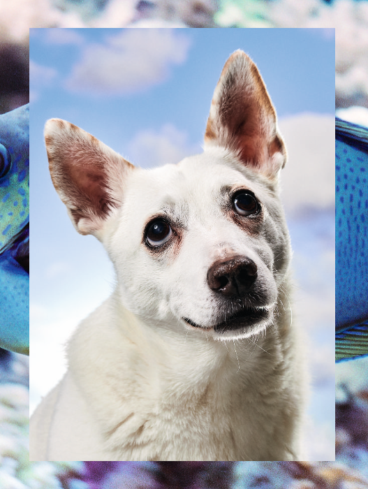 Das Bild zeigt eine Nahaufnahme eines weißen Hundes mit braunen Ohren, der mit einem neugierigen Blick direkt in die Kamera schaut. Der Hintergrund ist eine verschwommene blaue Farbe, bei der es sich anscheinend um einen wasserbezogenen Hintergrund handelt. Der Hund steht im Mittelpunkt des Bildes, andere Objekte oder Text sind nicht vorhanden. Das Bild ist im Hochformat, und der Hund ist das zentrale Motiv.