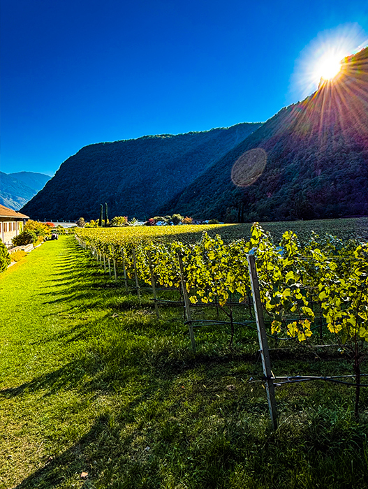 Das Bild zeigt einen malerischen Weinberg, eingebettet in eine bergige Landschaft. Der Weinberg ist von Reihen von Weinreben gesäumt, deren Blätter in leuchtendem Grün erstrahlen und sich bis zum Horizont erstrecken. Im Hintergrund scheint die Sonne hell und taucht die Szene in ein warmes Licht. Die Perspektive des Bildes ist von der Seite des Weinbergs aus gerichtet, mit Blick auf die Berge, was ein Gefühl von Tiefe und Weite vermittelt. Die Farben des Bildes sind lebendig und natürlich, wobei das Grün der Weinreben einen wunderschönen Kontrast zum Blau des Himmels und zum Braun der Berge bildet.