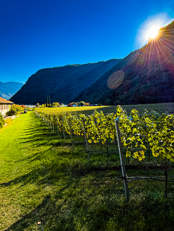 Das Bild zeigt einen malerischen Weinberg, dessen Rebzeilen sich über ein üppig grünes Feld erstrecken. Im Hintergrund scheint die Sonne hell und taucht die Szene in ein warmes Licht. Der Blickwinkel ist von der Seite des Weinbergs aus auf die fernen Berge gerichtet, was ein Gefühl von Tiefe und Weite vermittelt. Die leuchtenden Farben der Reben und der strahlend blaue Himmel tragen zur insgesamt ruhigen und idyllischen Atmosphäre der Landschaft bei.