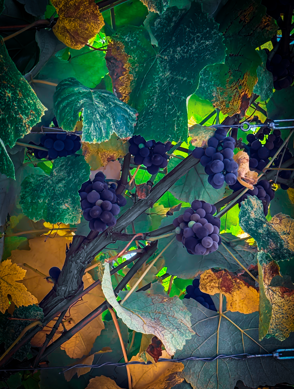 Das Bild zeigt eine Nahaufnahme einer Weinrebe, an deren Zweigen Trauben mit violetten Beeren hängen. Die Rebe ist von einer Mischung aus grünen und gelben Blättern umgeben, was eine lebendige und üppige Szenerie schafft. Das Bild wurde aus einem niedrigen Blickwinkel aufgenommen, wodurch die Höhe der Trauben und der Blätter betont wird. Der Hintergrund ist unscharf, wodurch der Fokus auf die Weinreben und Blätter im Vordergrund gelenkt wird.