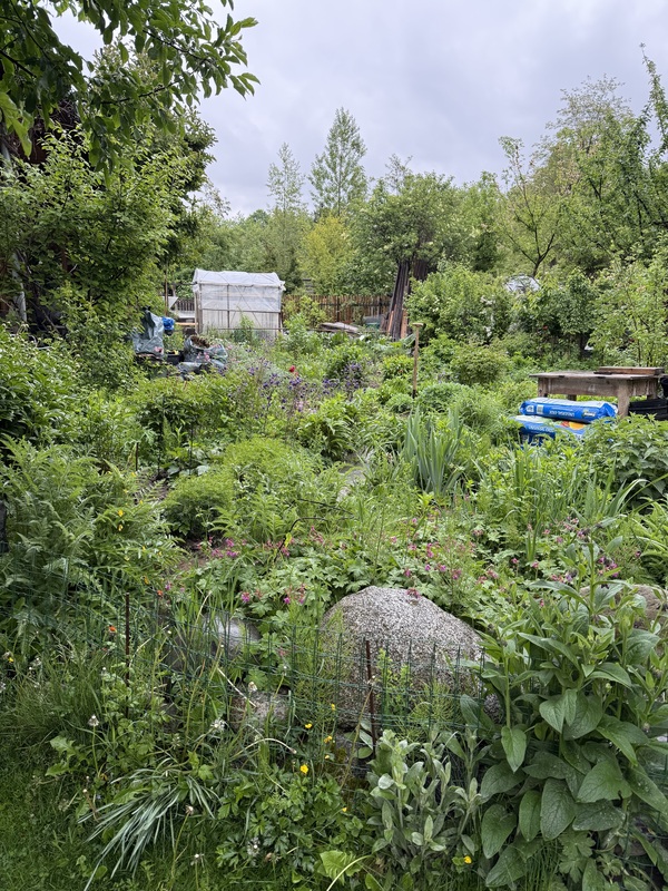Das Bild zeigt einen üppigen, grünen Garten mit einer Vielzahl von Pflanzen und Blumen, darunter ein großer Felsen im Vordergrund. Im Hintergrund sind außerdem einige Holzbauwerke und ein blaues Objekt zu sehen. Die Szene wirkt wie ein gepflegter und lebendiger Außenbereich, möglicherweise Teil eines größeren Gartens oder Parks.