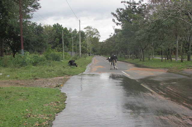 Kühe auf der Straße? In Paraguay ganz normal