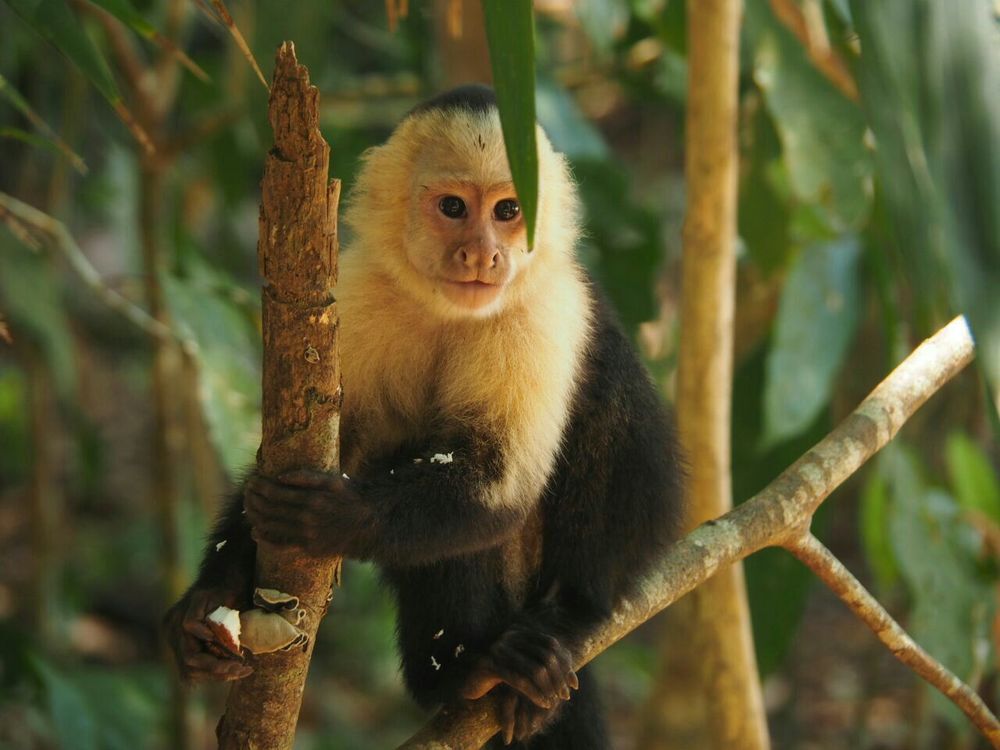 Süß und frech zur gleichen Zeit - die Affen in Costa Rica