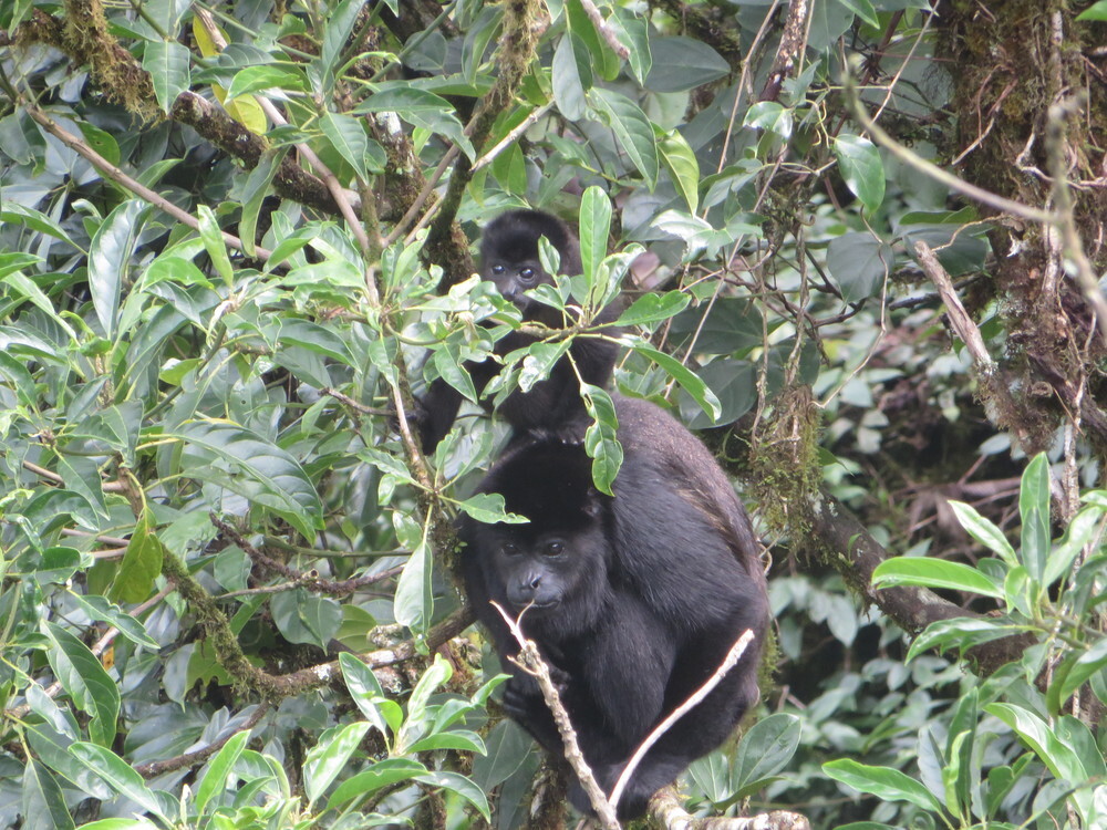 Beim Ausflug in den Nationalpark Monteverde