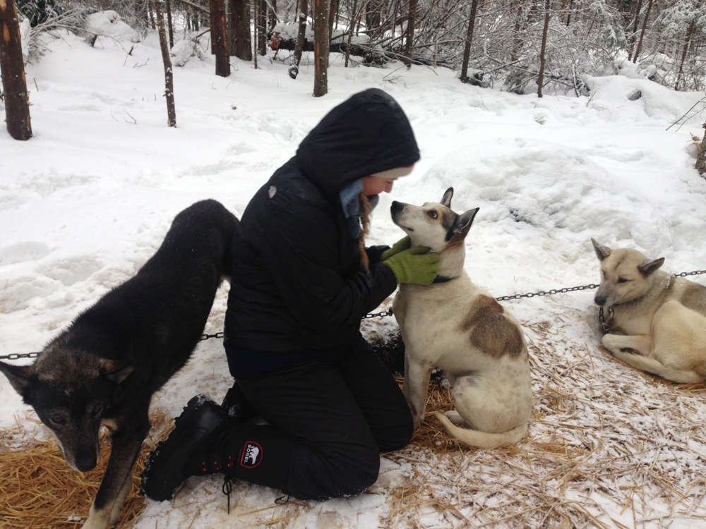 Huskys haben einen sehr weiches Fell