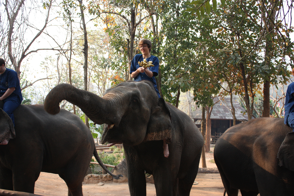 Typisch thailändisch: Elefantenreiten