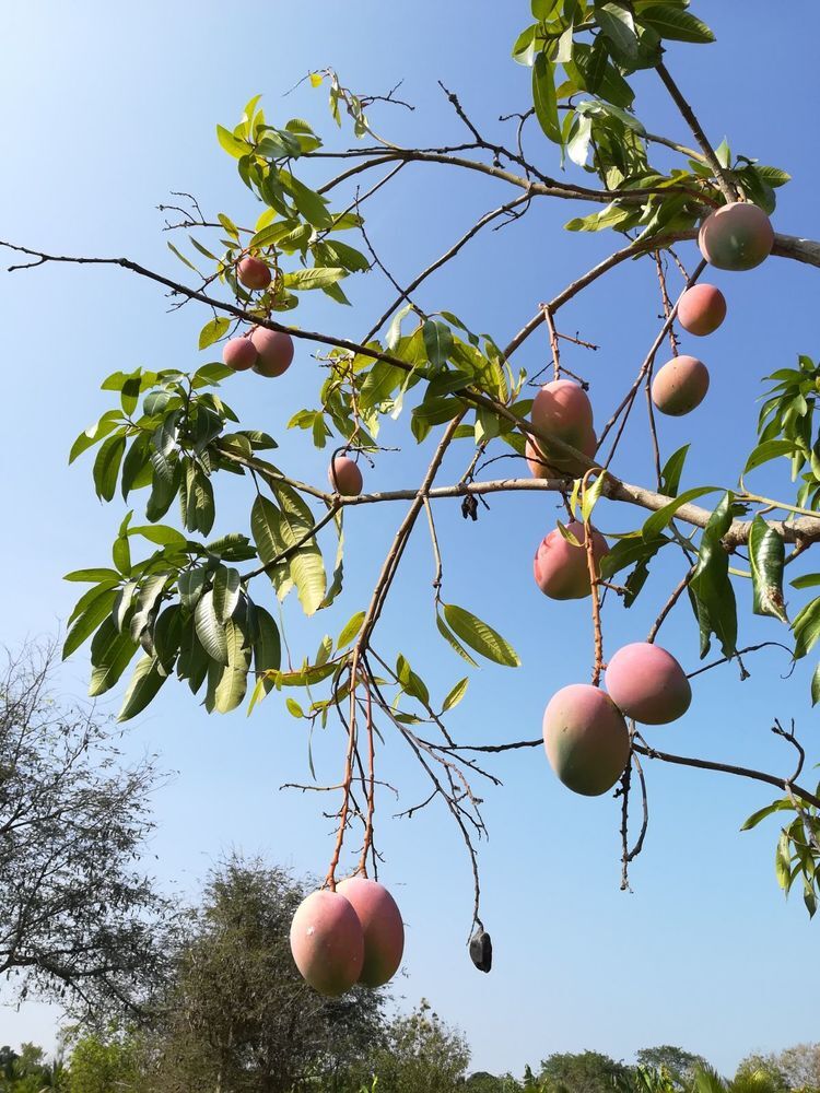 Mangobaum in Ecuador