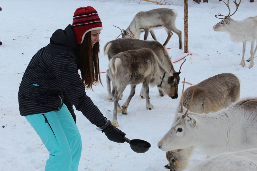 Rentierfütterung in Finnland