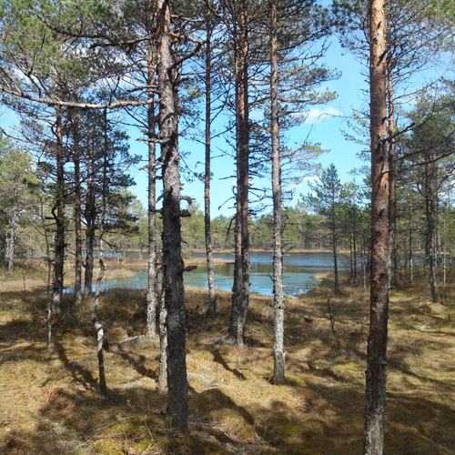 Landschaft in Estland