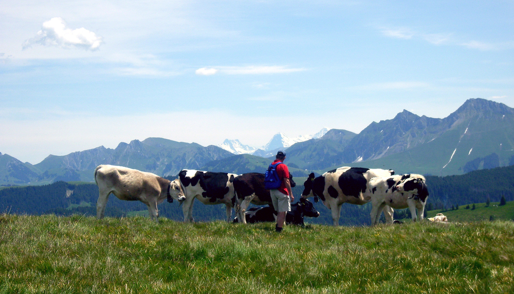Ein typisches Schweizer Panorama