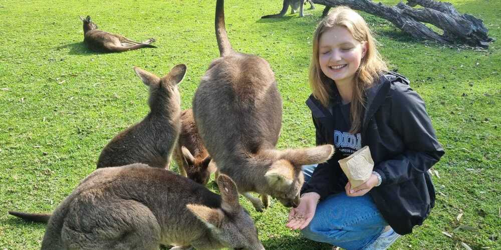 Kängurus im Tierpark füttern