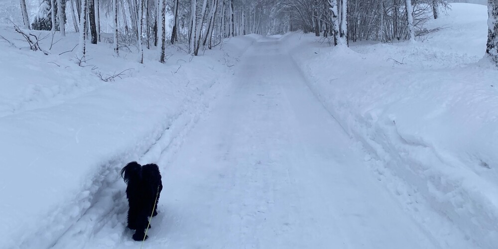 Gassi gehen im Schnee