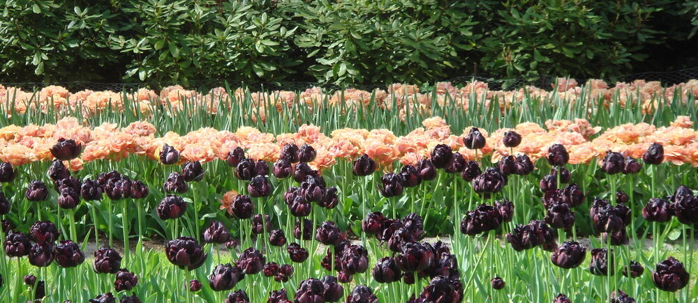 Tulpen in den Niederlanden